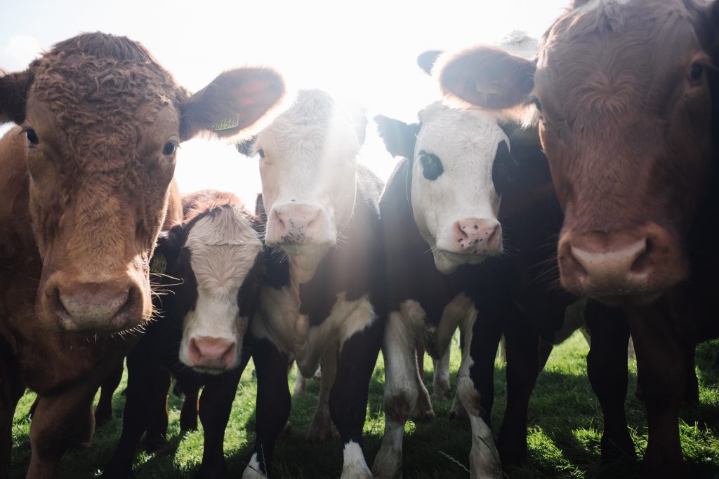 Un grupo de vacas mirando a la cámara.